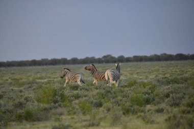 Etoşa Ulusal Parkı, Namibya 'da yürüyen bir zebra.