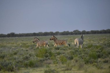 Kenya bozkırında zebra