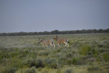 Namibya 'daki Etoşa Ulusal Parkı' nda iki zebra.
