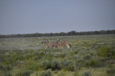 Vahşi bozkırda iki vahşi at