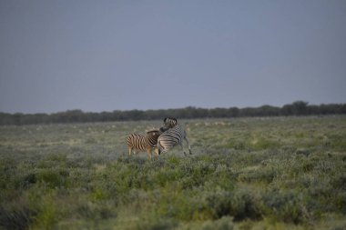 Namibya 'daki Etoşa Milli Parkı' ndaki Bursha Buri 'nin çimlerinde bir erkek burzebra.