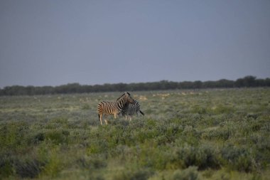 Akşamları Afrika bozkırlarında vahşi zebra otluyor.