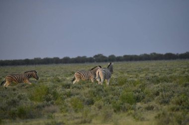 Vahşi zebra ve Afrika savanası bozkırda