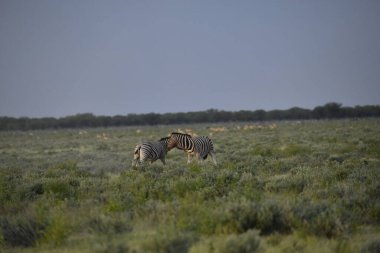 Savanadaki büyük zebra