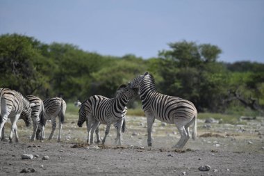 Zebralar etkin ulusal park, Namibya