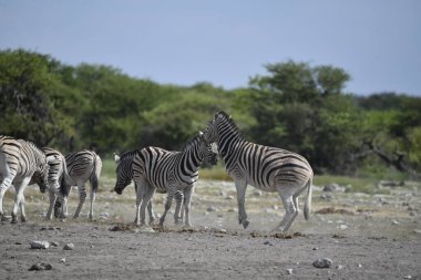 Afrika bozkırındaki zebra