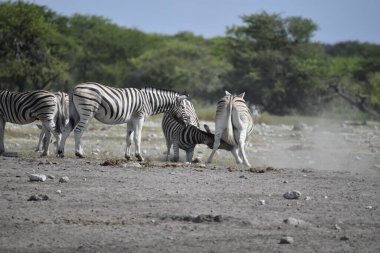 Kenya bozkırında zebralar