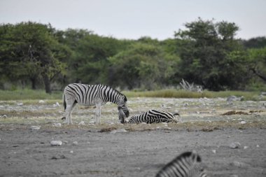 Afrika bozkırında zebralar