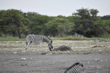 Namibya 'daki Etoşa parkında bir grup zebra.