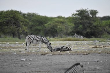 Çayırdaki zebra