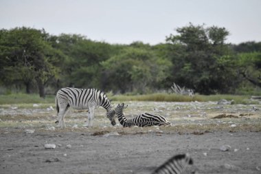 Etoşa bozkırında zebralar