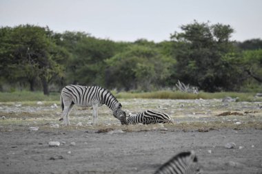 Etoşa Ulusal Parkı 'nda bir zebra