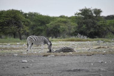 Afrika, Kenya bozkırında zebra