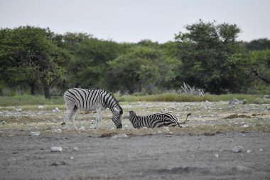 Afrika, Kenya bozkırında zebra
