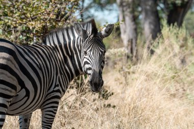 Güneşli bir günde güzel bir siyah beyaz zebra