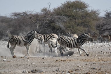 Afrika bozkırında zebra