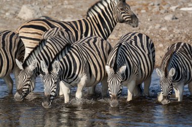 group of zebras drinking water