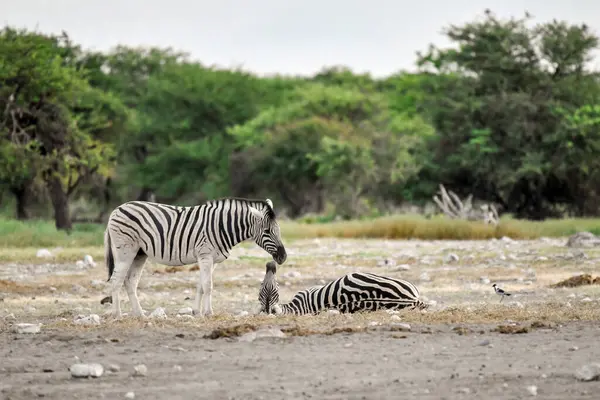 Etoşa parkında zebralar, namibya.