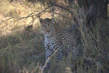 Leopar vahşi doğada Kruger Milli Parkı, Güney Afrika; dae familyasından Specie Parparparpardae
