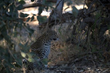 Güney Afrika 'daki Kruger Ulusal Parkı' ndaki leopar.