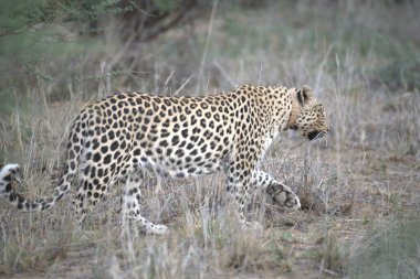 Leopar Kruger National park, Güney Afrika