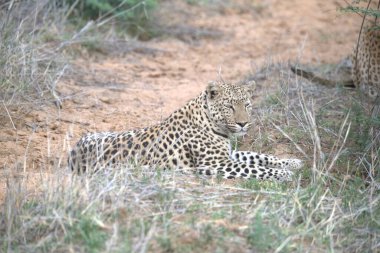 Afrika 'nın güneyindeki Kruger Ulusal Parkı' nda vahşi leopar. Panthera pardus ailesinden Specie Panthera pardus.