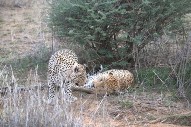 İki erkek leopar çimenlerde savaşıyor.