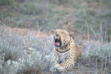 Kenya bozkırında leopar