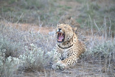 Güney Afrika 'daki Kruger Ulusal Parkı' ndaki leopar.