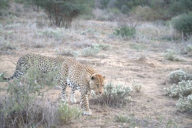 Afrika 'nın güneyindeki Kruger Ulusal Parkı' nda leopar.
