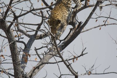 Leopar ağaçta oturuyor.