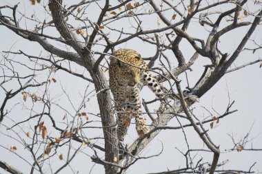 Güney Afrika 'daki Kruger Park' taki leopar.