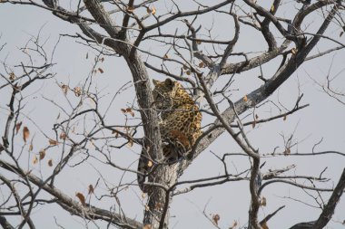 Kartal vahşi doğada