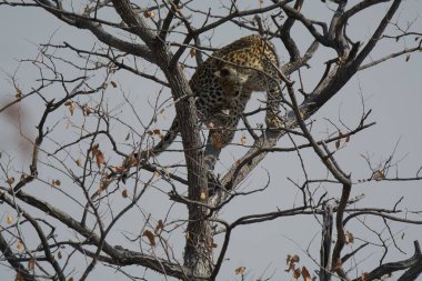 Ağaçtaki leopar