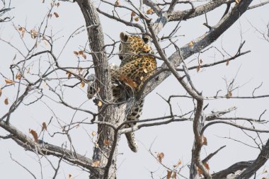Kruger parkındaki leopar Güney Afrika 'daki Kruger Ulusal Parkı' nda