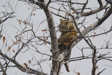 Ağaçtaki leopar