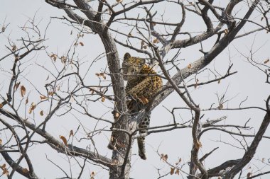 Güney Afrika 'daki Kruger Ulusal Parkı' ndaki ağaçtaki leopar.