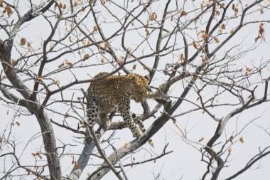 Kruger parkında ağaçta yürüyen leopar.
