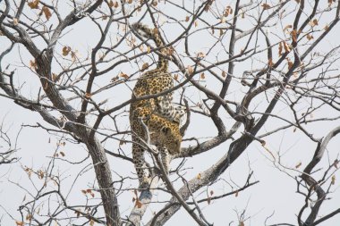 Kışın ağaçta bir leopar.