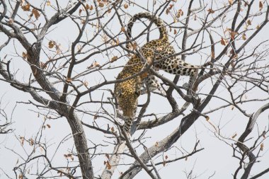 Vahşi doğada leopar, hayvan