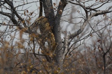 Ağaçtaki leopar