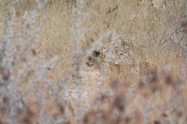 Ormandaki vahşi bir kurdun güzel bir görüntüsü.