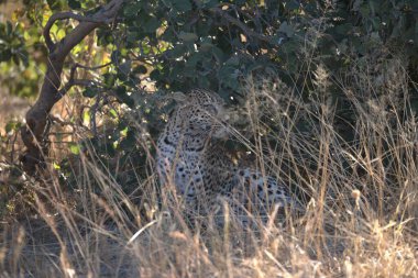 leopard in kruger park, south africa