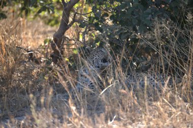 Namibya savanındaki leopar