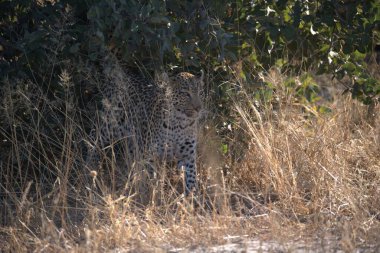 Milli parktaki Afrika çalılıklarında vahşi leopar