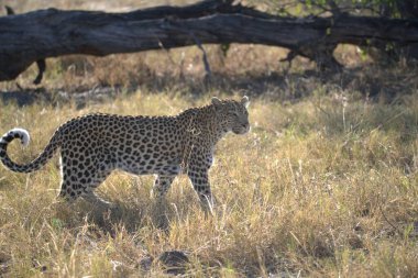 Kuzey Afrika 'daki Kruger Ulusal Parkı' nda leopar.