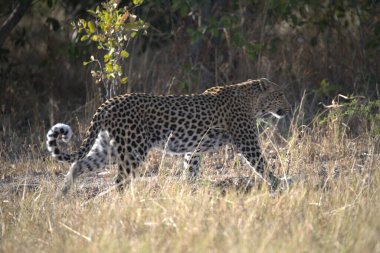 Kenya bozkırında leopar