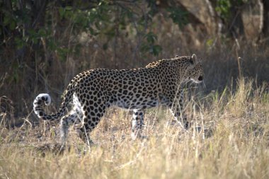 çimenler üzerinde leopar