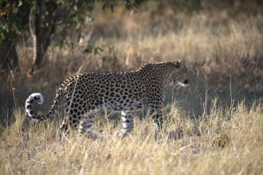 Çimenlerde yürüyen leopar (panthera pardus)