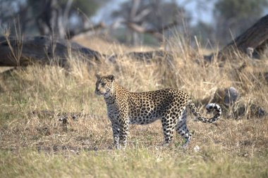 Çita Savannah, Kenya 'da yürüyor